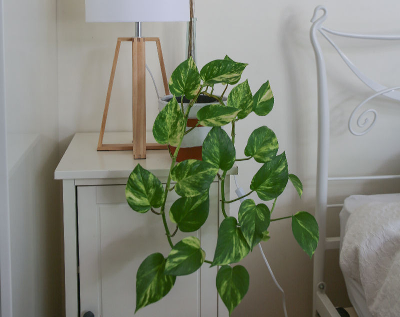 piante per purificare l'aria di casa